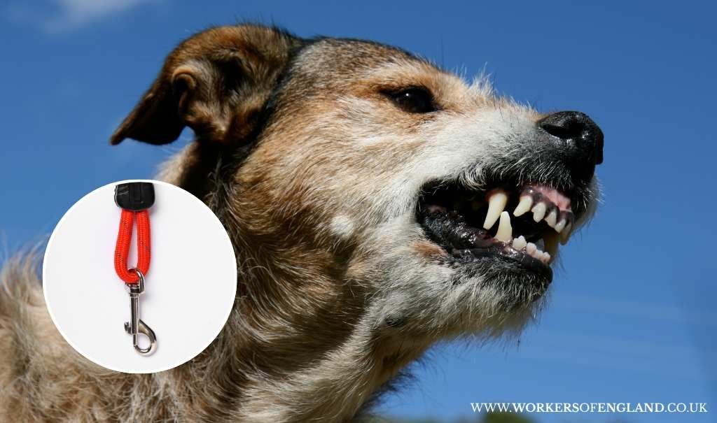 Tough New Law on Dog Attacks